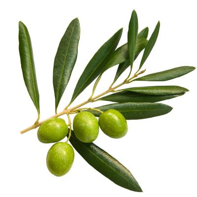 Arbequina Olive Tree