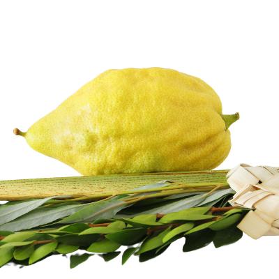 Assads Citron Bush