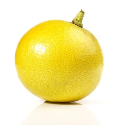 Bergamot Semi-Dwarf Orange Tree