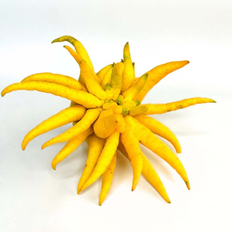 Buddha's Hand Citron Tree- Grow Fragrant, Fingered Citrus