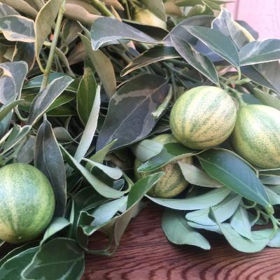 Centennial Variegated Semi-Dwarf Kumquat Tree