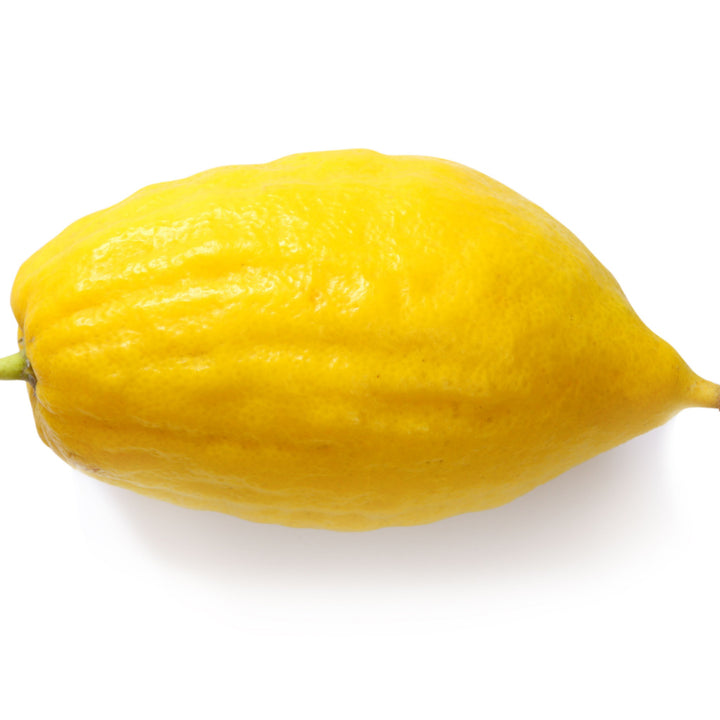 Etrog/ Ethrog Semi-Dwarf Citron Tree