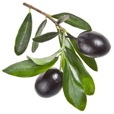 Mission Olive Tree
