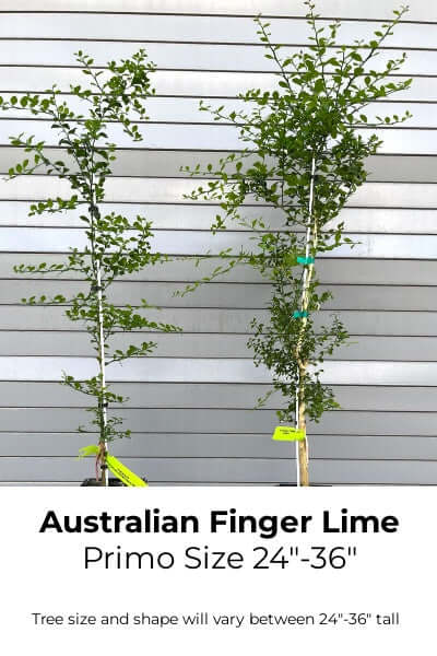best potting mix for finger limes Australian Finger Lime Semi-Dwarf Tree