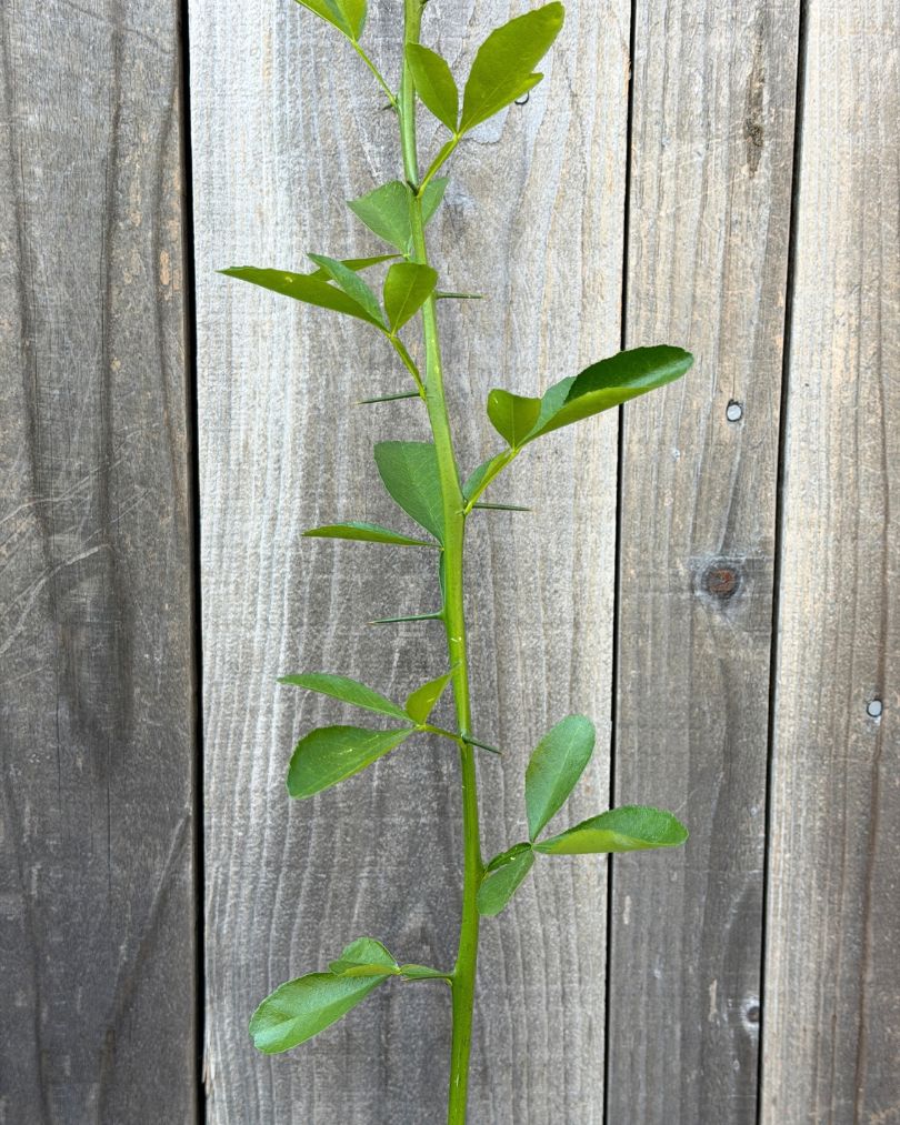 C-35 Citrus Rootstock- Graft Your Own Citrus Trees
