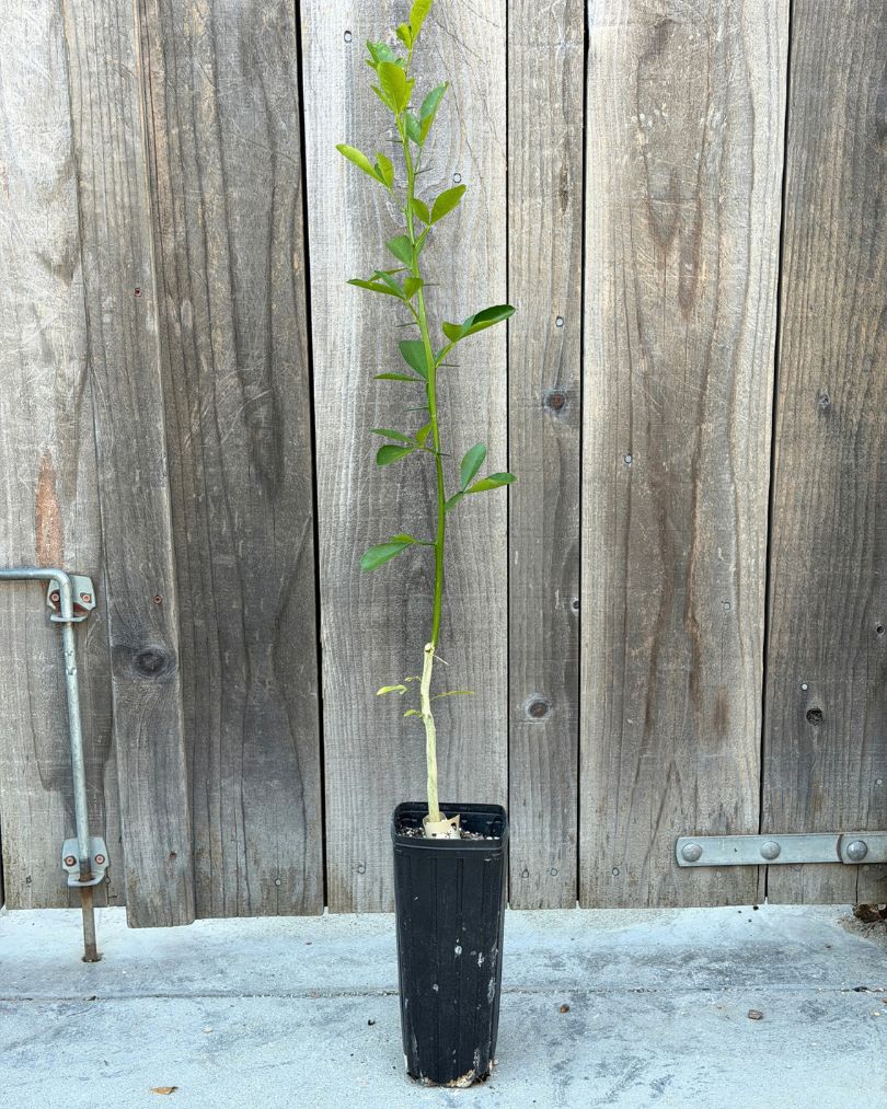 C-35 Citrus Rootstock- Graft Your Own Citrus Trees