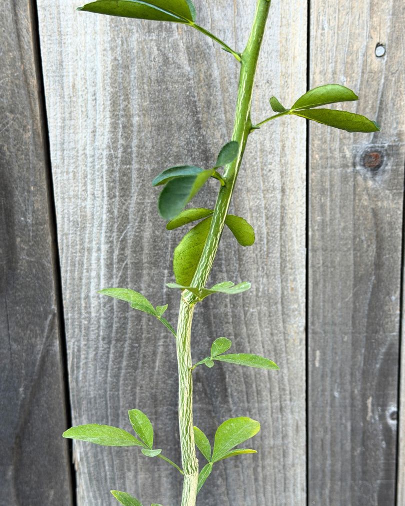 Carrizo Citrus Rootstock for sale-Graft Your Own Citrus