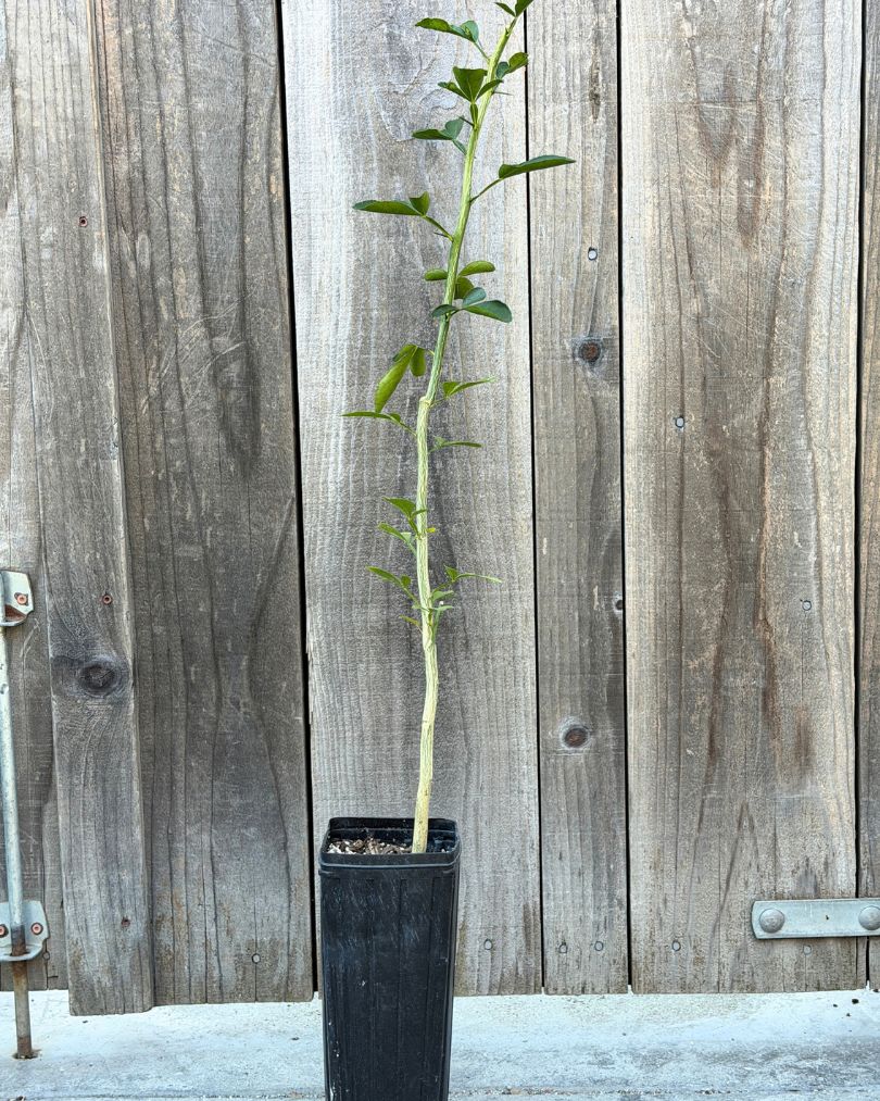 Carrizo Citrus Rootstock for sale-Graft Your Own Citrus