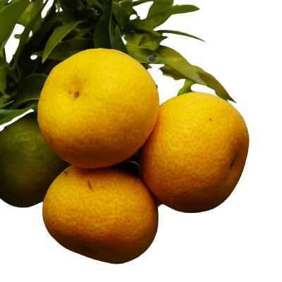 Chinotto Sour Orange Semi-Dwarf Tree
