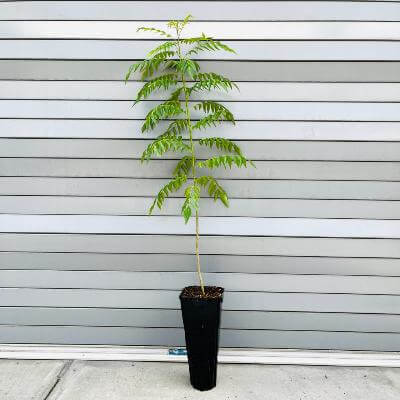 curry leaves plant in pot Curry Leaf Tree- grow your own curry leaves for cooking