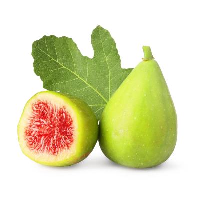 Desert King Fig Tree
