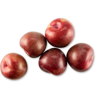 Flavor King Pluot Tree