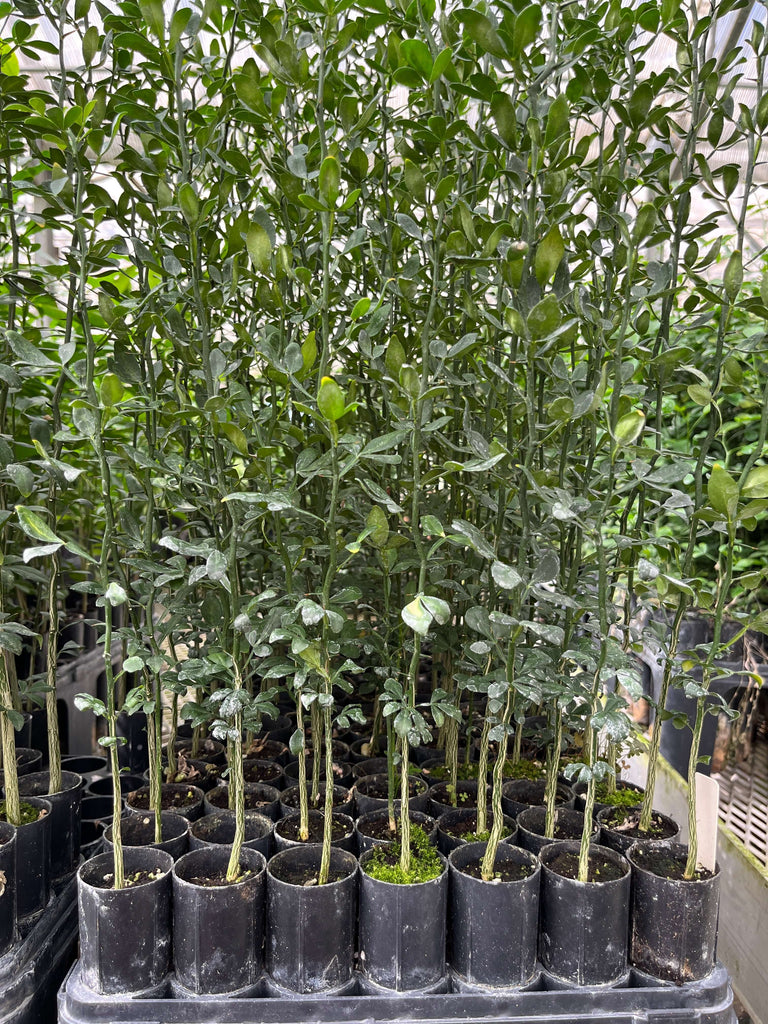 Flying Dragon Citrus Rootstock- Graft Dwarf Citrus Trees