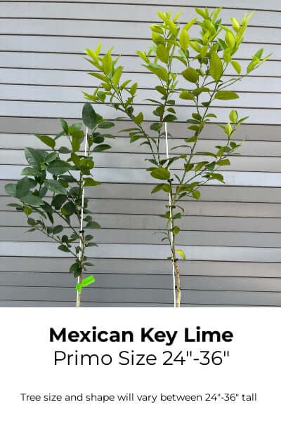 key lime potted plant Mexican Key Lime Semi-Dwarf Tree