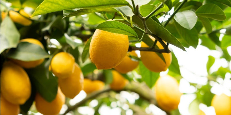 Yellow lemons hanging from a tree with green leaves.