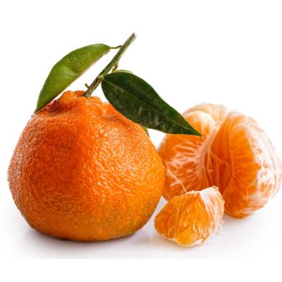 Satsuma Mandarin Orange Tree ‘Frost Owari’ (Citrus unshiu)