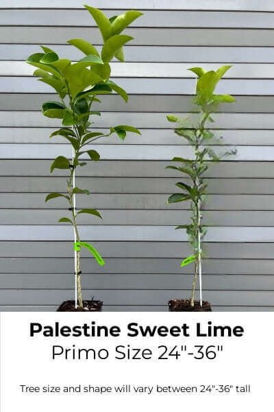 sweet lime plant from seed Palestine Sweet Semi-Dwarf Lime Tree