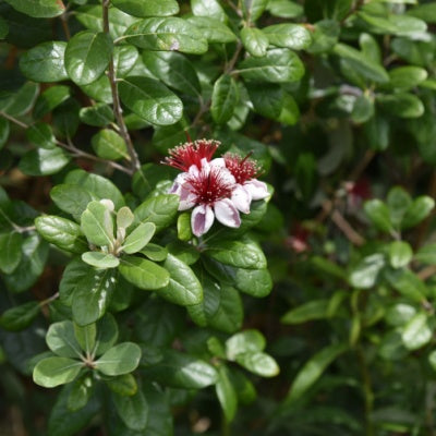 Feijoa / Pineapple Guava Tree