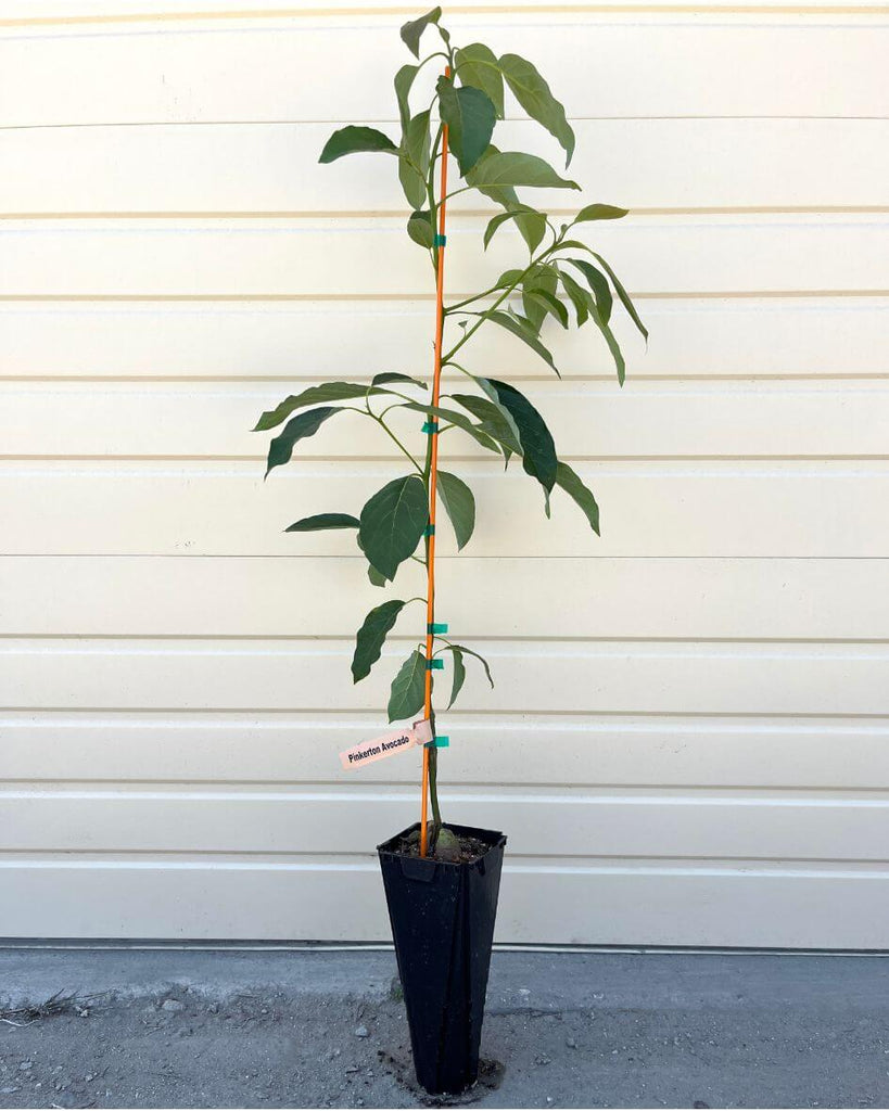 Pinkerton Avocado Tree- Rich, Creamy Fruit