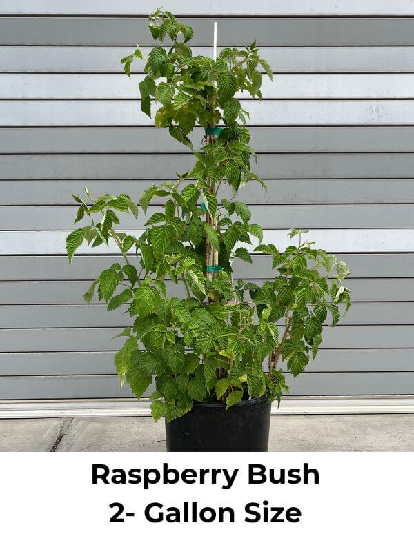 raspberry plant in pot Canby Thornless Red Raspberry Bush