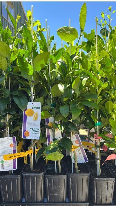 lemon planter pot Meyer Lemon Bush- California's Favorite Lemon Tree