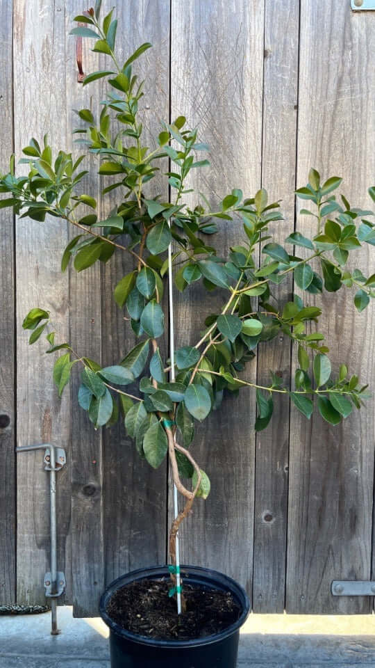 Strawberry Guava Tree