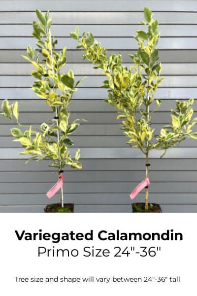 calamondin orange semi dwarf tree Variegated Calamondin