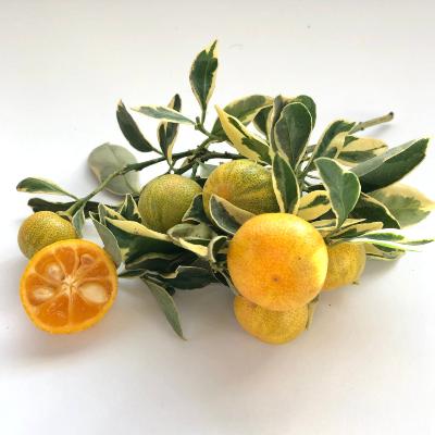 Variegated Calamondin/ Calamansi Semi-Dwarf Tree