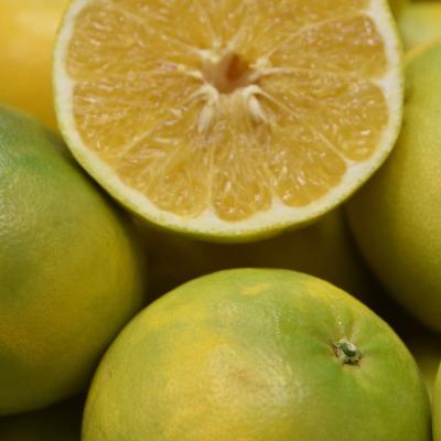 Cocktail SemiDwarf Grapefruit Tree