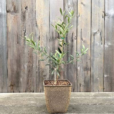 Arbequina Olive Tree- Pre-Planted for the Perfect Gift