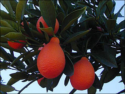 Indio Mandarinquat Semi-Dwarf Kumquat Tree