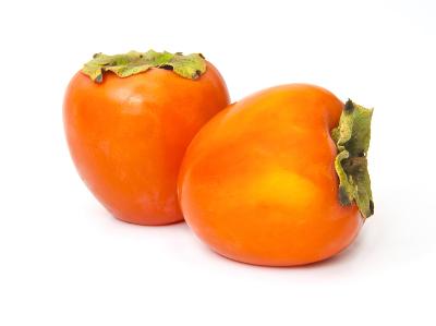 Hachiya Persimmon Tree