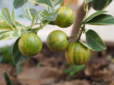 calamondin orange semi dwarf tree Variegated Calamondin