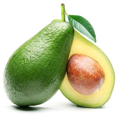 Holiday Avocado Tree