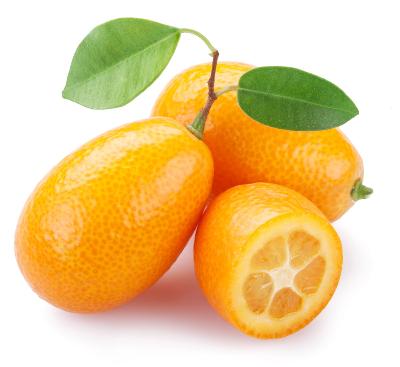 Nordmann Seedless Nagami SemiDwarf Kumquat Tree