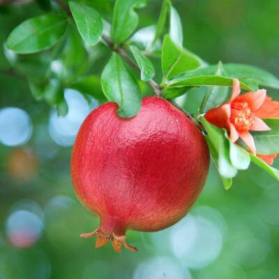 A.C. Sweet Pomegranate Tree for sale
