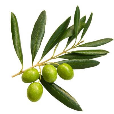 Arbequina Olive Tree