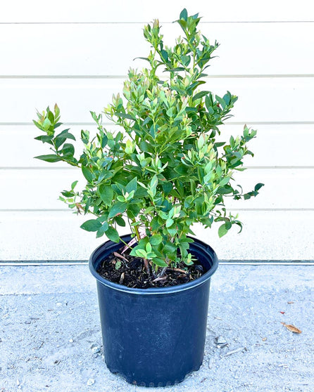 Biloxi Blueberry bush for sale