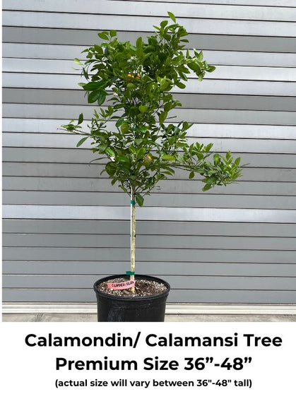 Calamondin/ Calamansi Semi-Dwarf Tree