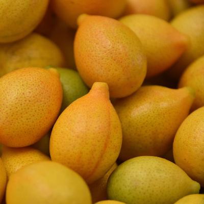 Centennial Variegated Kumquat Tree for Sale