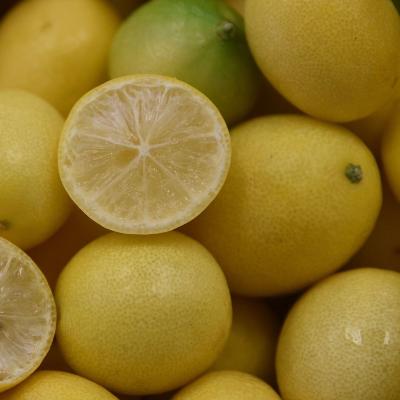 Eustis Limequat Tree for sale