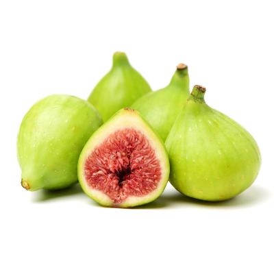 Excel Fig Tree for sale
