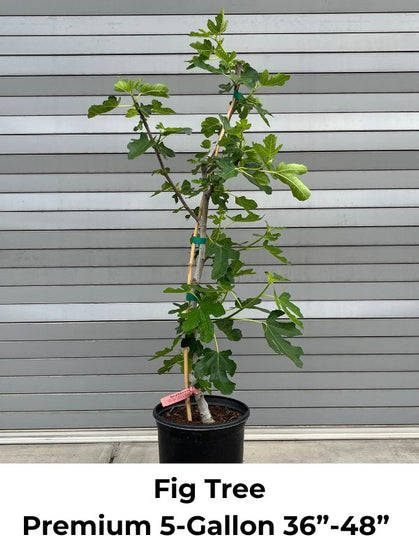 Brown Turkey Fig Tree for sale