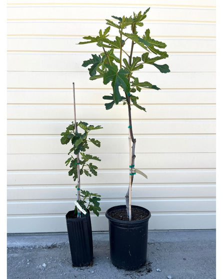 Brown Turkey Fig Tree for sale