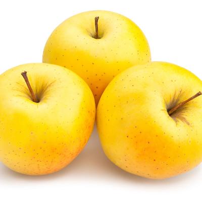 新品　appletrees mid night XS Golden Sentinel Limbless Apple Tree - Grows double the fruit