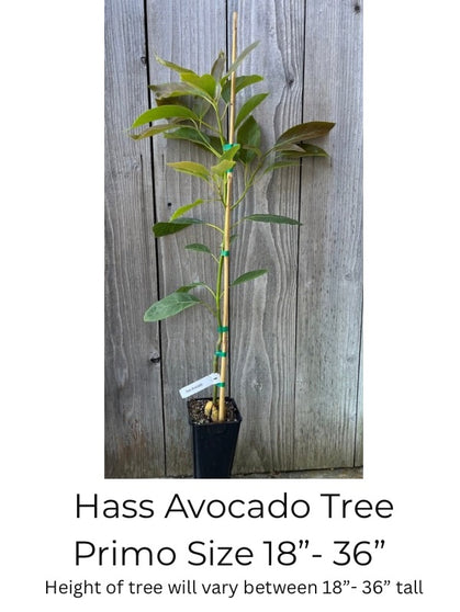 Hass Avocado Tree