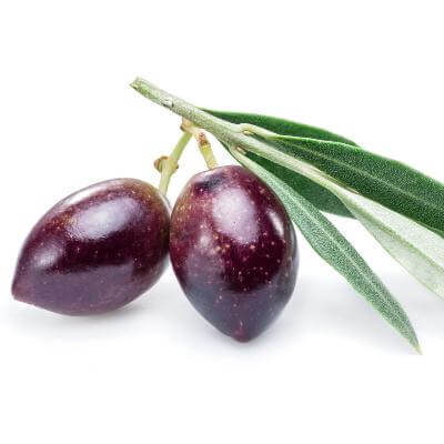 koroneiki olivenbaum kaufen Koroneiki Olive Tree- Full Flavored Olives
