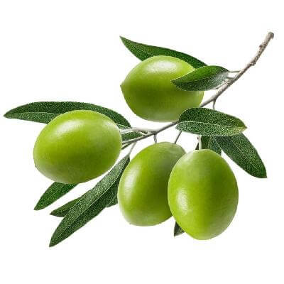 Nocellara Olive on a branch, showcasing large green olives and leaves, representing the Nocellara Olive variety.