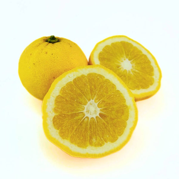 New_Zealand_lemonade_lemon_tre