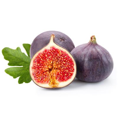Purple Smyrna Fig Tree for sale